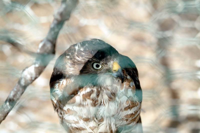 조롱이 Accipiter gularis gularis (Japanese Sparrowhawk); DISPLAY FULL IMAGE.