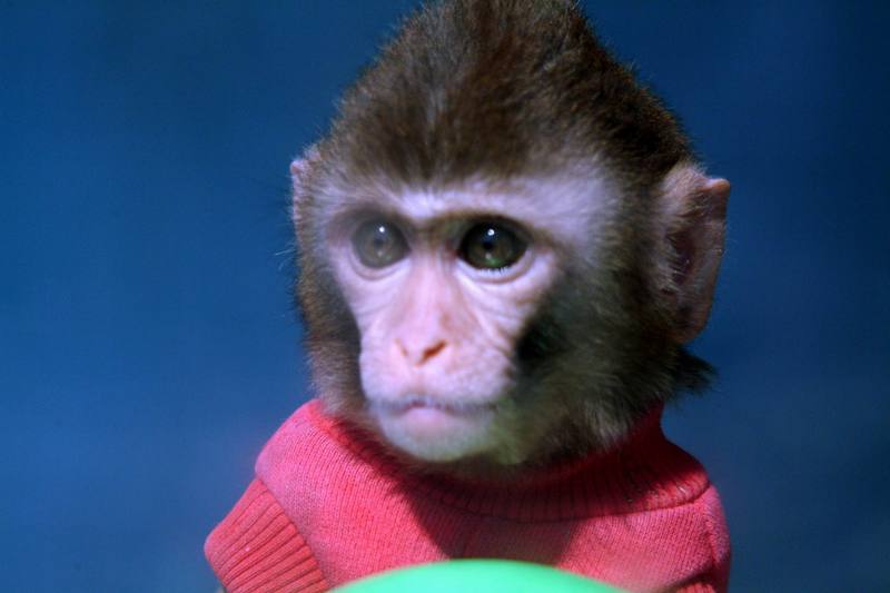 히말라야원숭이 Macaca mulatta (Rhesus Macaque); DISPLAY FULL IMAGE.
