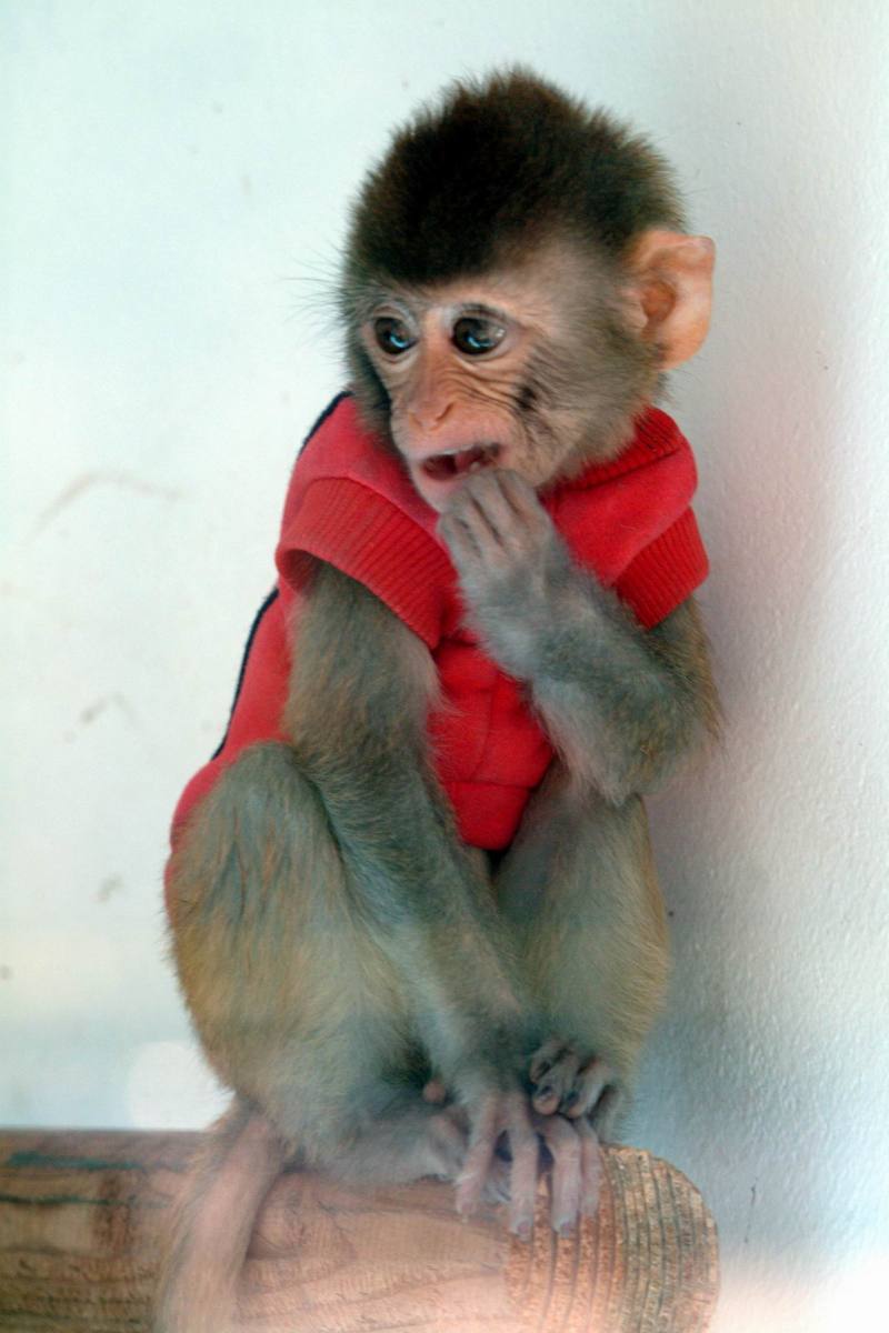 히말라야원숭이 Macaca mulatta (Baby Rhesus Macaque); DISPLAY FULL IMAGE.