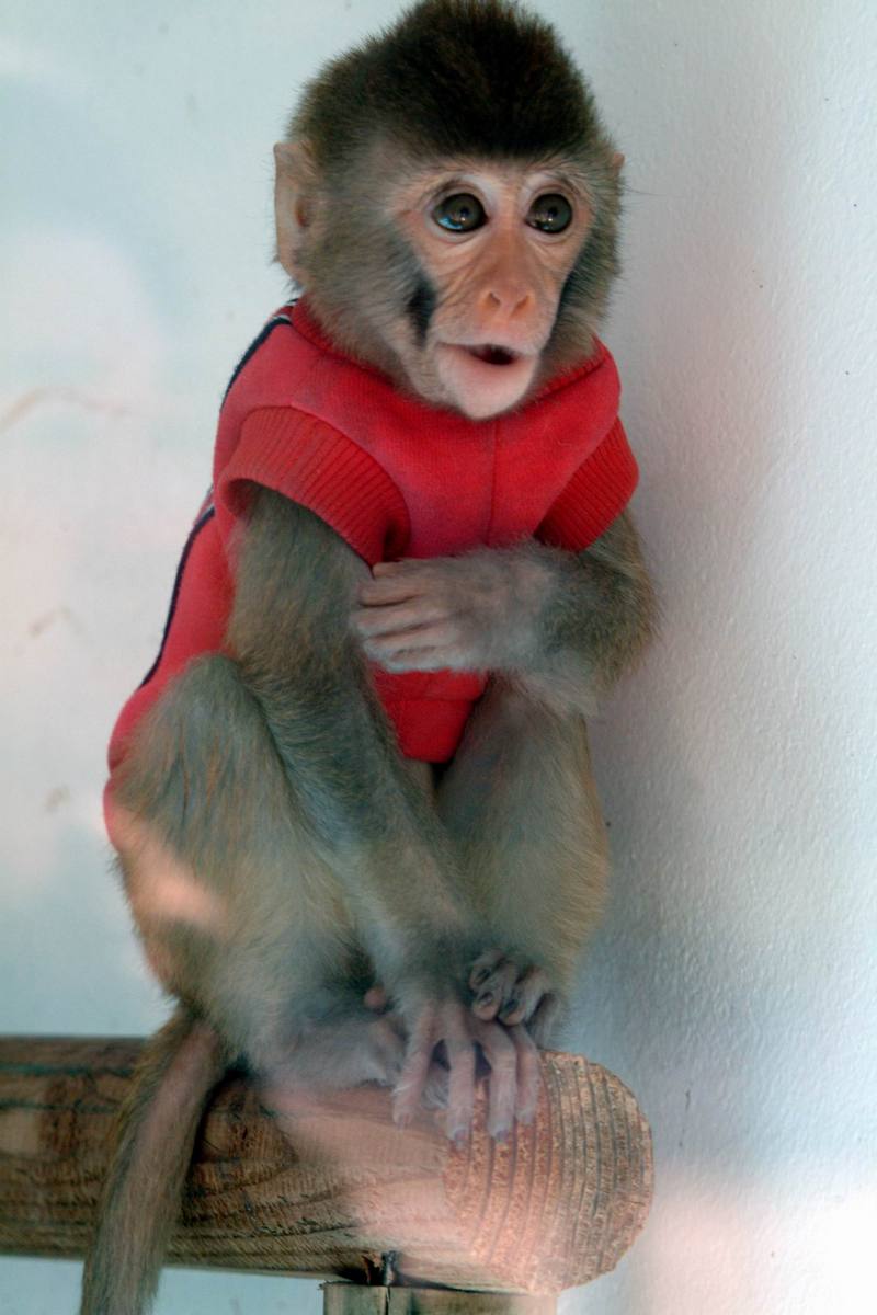 히말라야원숭이 Macaca mulatta (Baby Rhesus Macaque); DISPLAY FULL IMAGE.