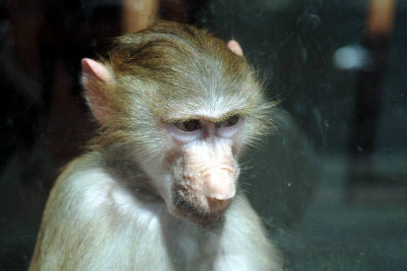 망토개코원숭이 Papio hamadryas (Baby Hamadryas Baboon); DISPLAY FULL IMAGE.