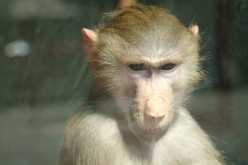 망토개코원숭이 Papio hamadryas (Baby Hamadryas Baboon); DISPLAY FULL IMAGE.
