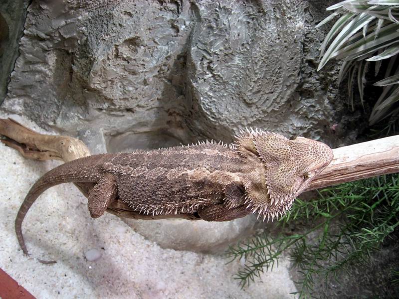 턱수염도마뱀 (Bearded Dragon); DISPLAY FULL IMAGE.