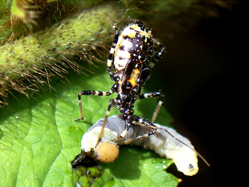 애벌레를 사냥하는 어린 다리무늬침노린재 (Sphedanolestes impressicollis); DISPLAY FULL IMAGE.