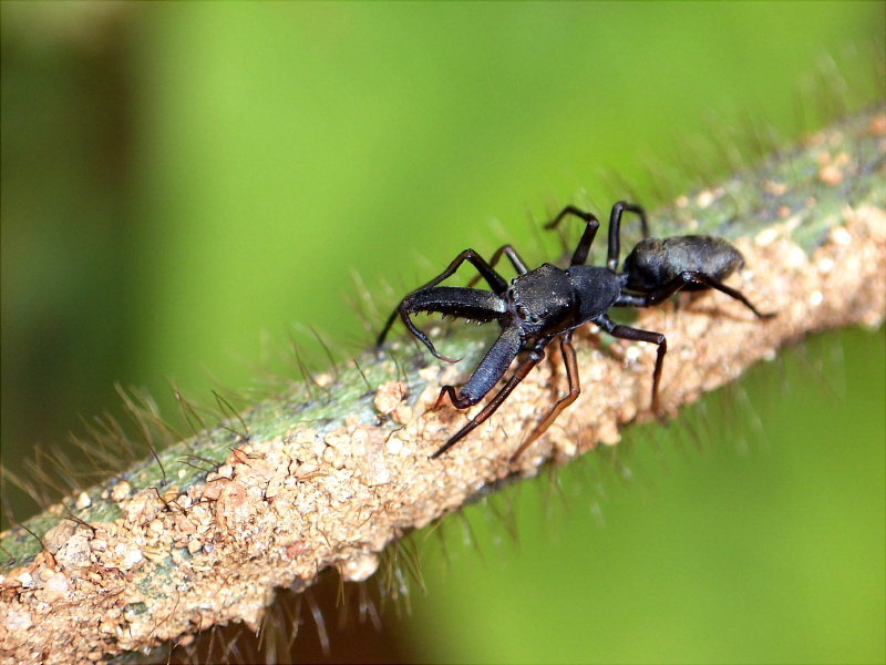 개미거미 Synagelides sp. (Korean Ant Spider); DISPLAY FULL IMAGE.