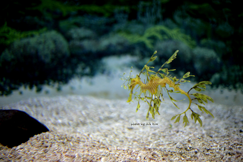 Leafy Sea Dragon; Image ONLY