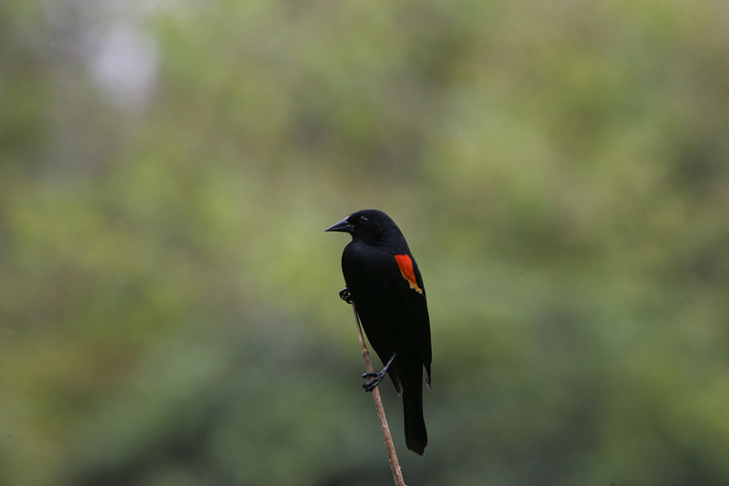 Red - Winged  BlackBird (Male).; DISPLAY FULL IMAGE.