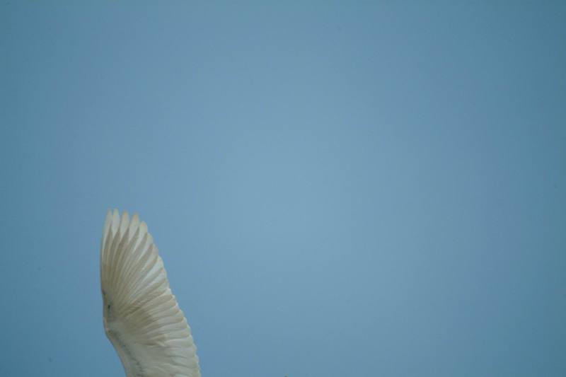 카메라 앵글을 벗어난 쇠백로의 날개; DISPLAY FULL IMAGE.