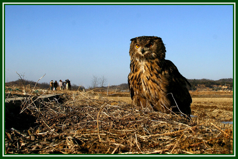 새와 사람들 / 수리부엉이 Bubo bubo (Eurasian Eagle Owl); DISPLAY FULL IMAGE.