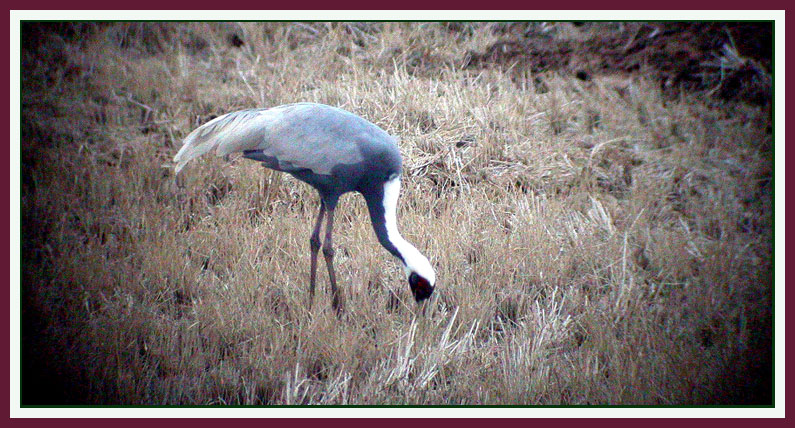 재두루미 Grus vipio (White-naped Crane); DISPLAY FULL IMAGE.