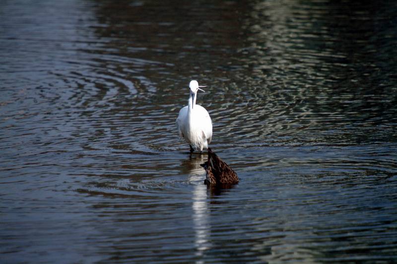 쇠백로 Egretta garzetta garzetta (Little Egret's watching dipping teal); DISPLAY FULL IMAGE.