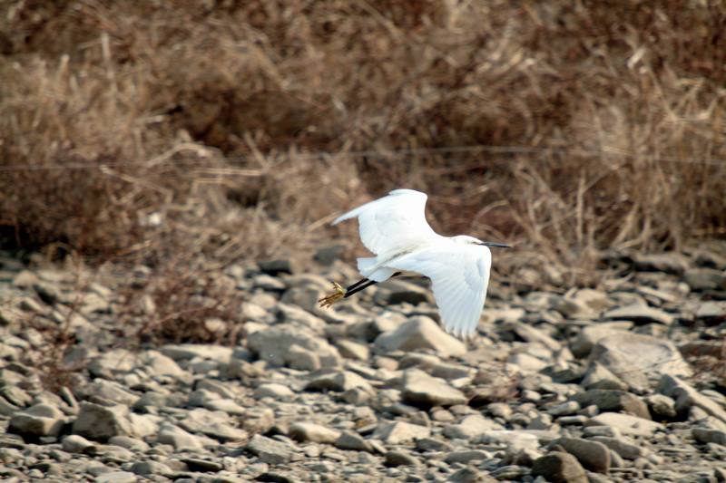 쇠백로 날다 Egretta garzetta garzetta (Little Egret in flight); DISPLAY FULL IMAGE.