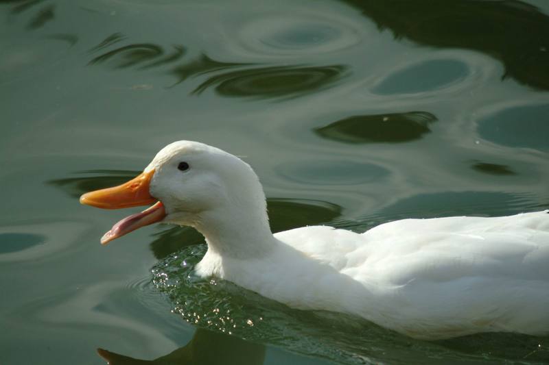 집오리(흰오리) Anas platyrhynchos domesticus (Domestic Duck); DISPLAY FULL IMAGE.