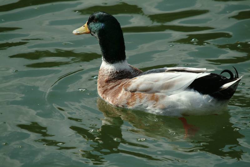 집오리-청둥오리 잡종 Anas platyrhynchos domesticus (Domestic Duck); DISPLAY FULL IMAGE.