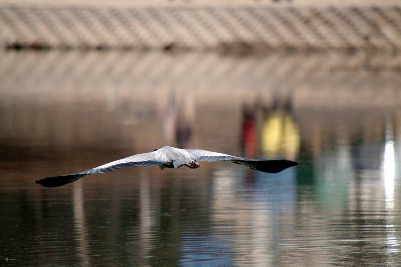 비행 왜가리 Ardea cinerea (Gray Heron); DISPLAY FULL IMAGE.
