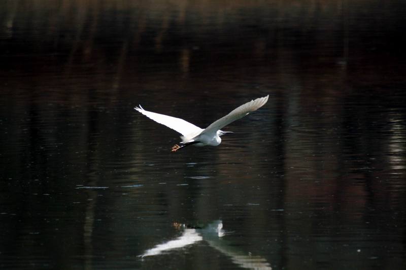 비행 쇠백로 Egretta garzetta garzetta (Little Egret in flight); DISPLAY FULL IMAGE.