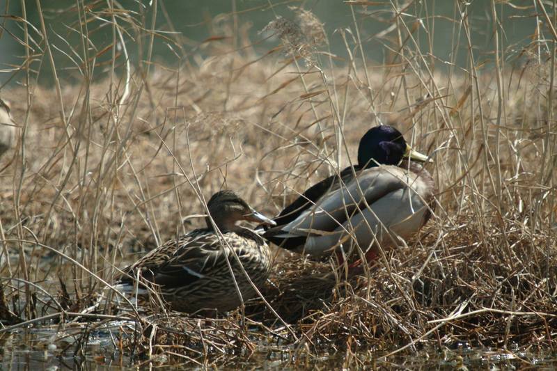 풀섶에서 쉬고 있는 청둥오리 한쌍 Anas platyrhynchos (Mallard Ducks); DISPLAY FULL IMAGE.