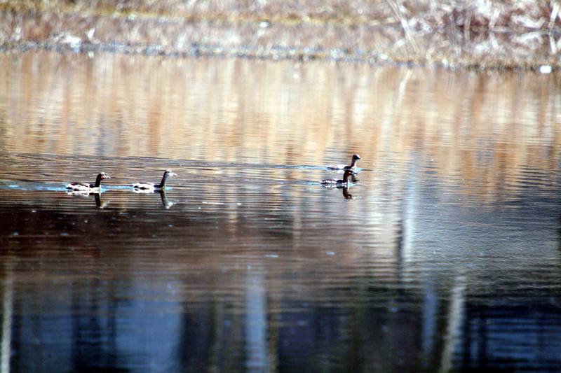 논병아리 무리 Tachybaptus ruficollis (Little Grebes); DISPLAY FULL IMAGE.