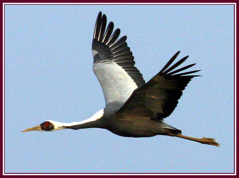 완벽한 아름다움 / 재두루미의 비행 | 재두루미 Grus vipio (White-naped Crane); DISPLAY FULL IMAGE.