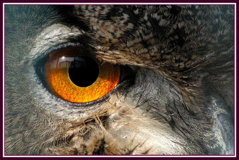 누굴 원망할 줄은 알까... / 수리부엉이의 눈 | 수리부엉이 Bubo bubo (Eurasian Eagle Owl); DISPLAY FULL IMAGE.