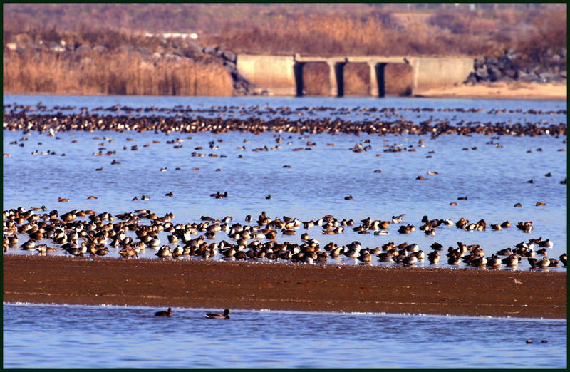 새들이 있는 호수 풍경 | 청둥오리 Anas platyrhynchos (Mallard Ducks); DISPLAY FULL IMAGE.