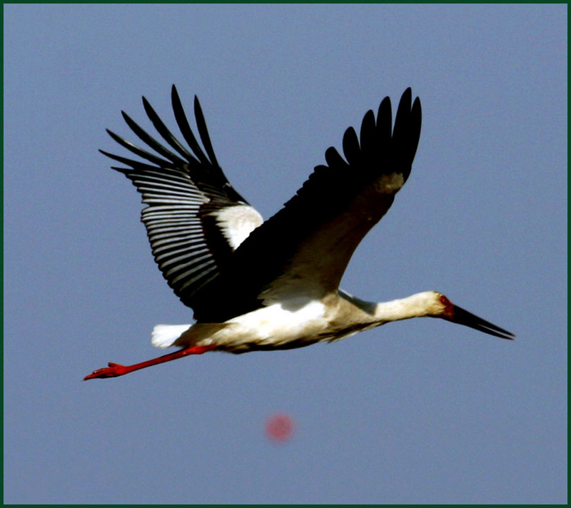 황새의 비행 / 천수만 | 황새 Ciconia boyciana (Oriental White Stork); DISPLAY FULL IMAGE.