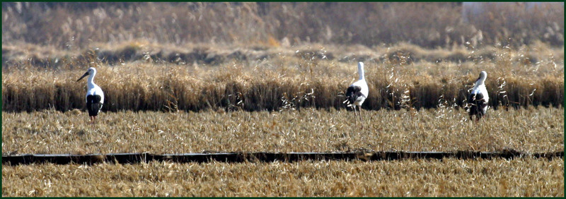 황새 / 천수만 들판 | 황새 Ciconia boyciana (Oriental White Stork); DISPLAY FULL IMAGE.