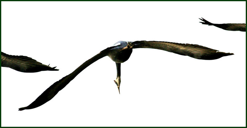 두루미의 곡예비행 | 두루미 Grus japonensis (Red-crowned Crane); DISPLAY FULL IMAGE.