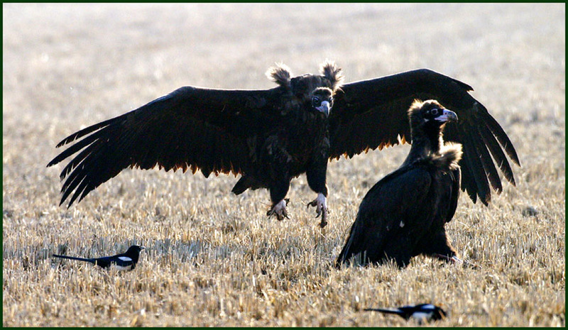 독수리 / 언제나 널 사랑해 | 독수리 Aegypius monachus (Cinereous Vulture); DISPLAY FULL IMAGE.