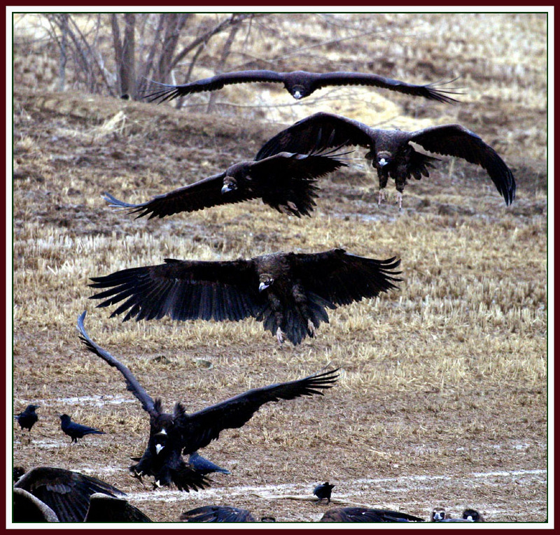 독수리의 착지 / 마치 연속동작을 촬영한 거 같다. | 독수리 Aegypius monachus (Cinereous Vulture); DISPLAY FULL IMAGE.