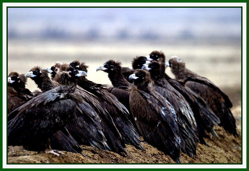 지금은 독수리 마을 회의중 | 독수리 Aegypius monachus (Cinereous Vulture); DISPLAY FULL IMAGE.