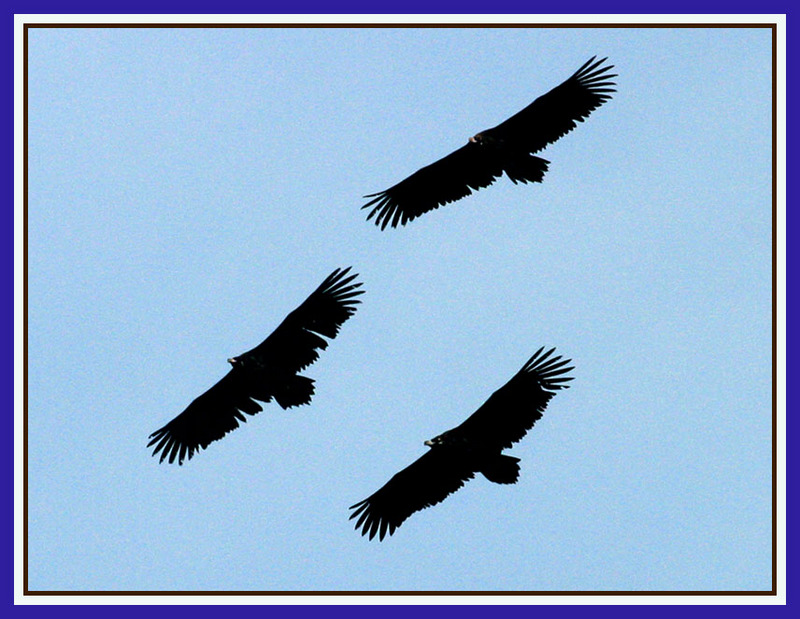 내 비록 사냥은 하지 못해도 / 독수리 | 독수리 Aegypius monachus (Cinereous Vulture); DISPLAY FULL IMAGE.