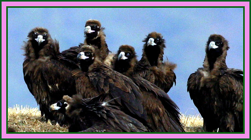 귀엽게 웃어보자구 / 독수리들의 기념촬영 | 독수리 Aegypius monachus (Cinereous Vulture); DISPLAY FULL IMAGE.