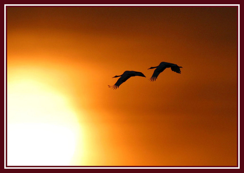 태양을 향하여 / 한쌍의 두루미 062 | 두루미 Grus japonensis (Red-crowned Crane); DISPLAY FULL IMAGE.