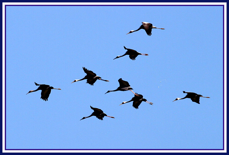 아주 높은 하늘을 나는 녀석들 / 두루미 군단 | 두루미 Grus japonensis (Red-crowned Crane); DISPLAY FULL IMAGE.