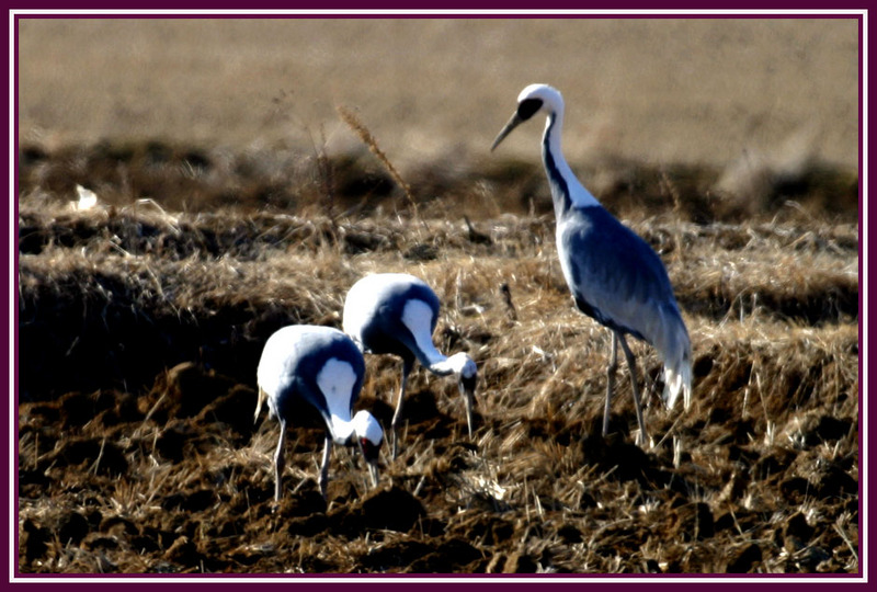 자식을 바라보는 눈길은 / 재두루미 | 재두루미 Grus vipio (White-naped Crane); DISPLAY FULL IMAGE.
