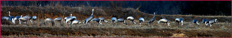 새들은 땅을 차지하려고 다투지 않는다. 087 | 재두루미 Grus vipio (White-naped Crane); DISPLAY FULL IMAGE.