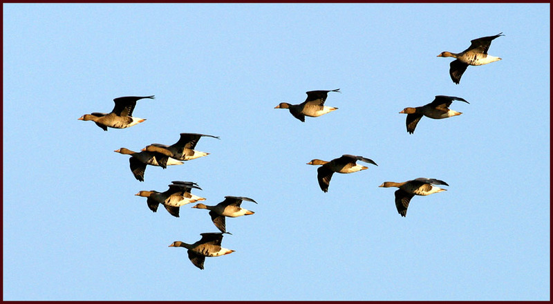 쇠기러기 무리의 비행 098 | 쇠기러기 Anser albifrons (Greater White-fronted Goose); DISPLAY FULL IMAGE.