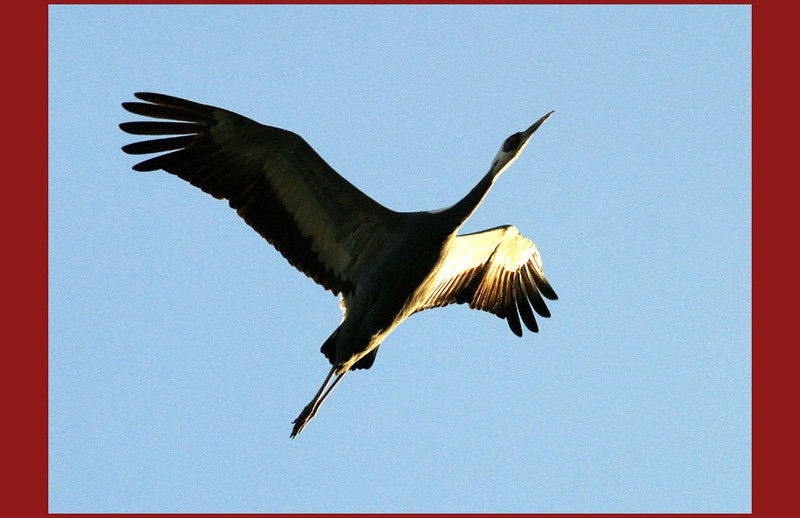 다리를 펴니 균형이 잡혔다. | 재두루미 Grus vipio (White-naped Crane); DISPLAY FULL IMAGE.