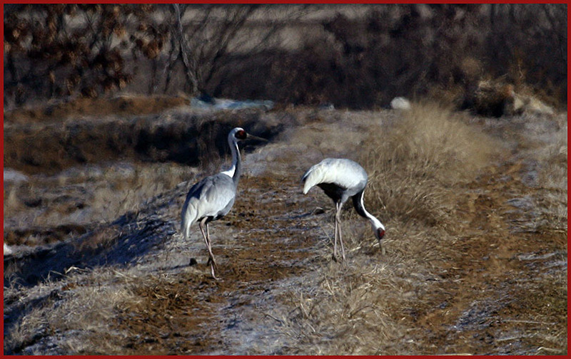 재두루미의 다정한 산책 129 | 재두루미 Grus vipio (White-naped Crane); DISPLAY FULL IMAGE.
