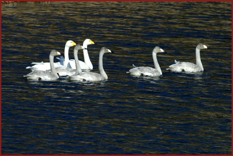 행복한 고니 가족 | 고니 Cygnus columbianus (Tundra Swan); DISPLAY FULL IMAGE.