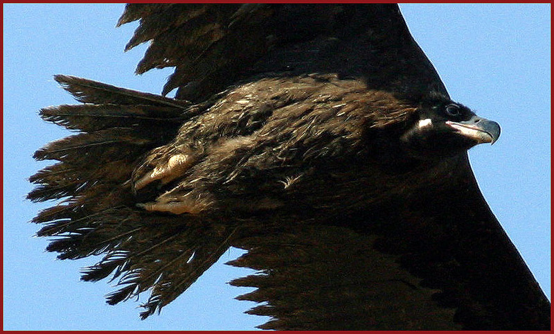 독수리 | 독수리 Aegypius monachus (Cinereous Vulture); DISPLAY FULL IMAGE.
