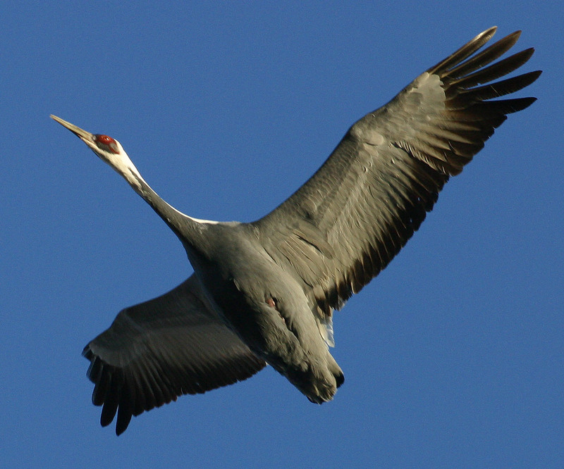 다리를 접고 나는 재두루미 | 재두루미 Grus vipio (White-naped Crane); DISPLAY FULL IMAGE.
