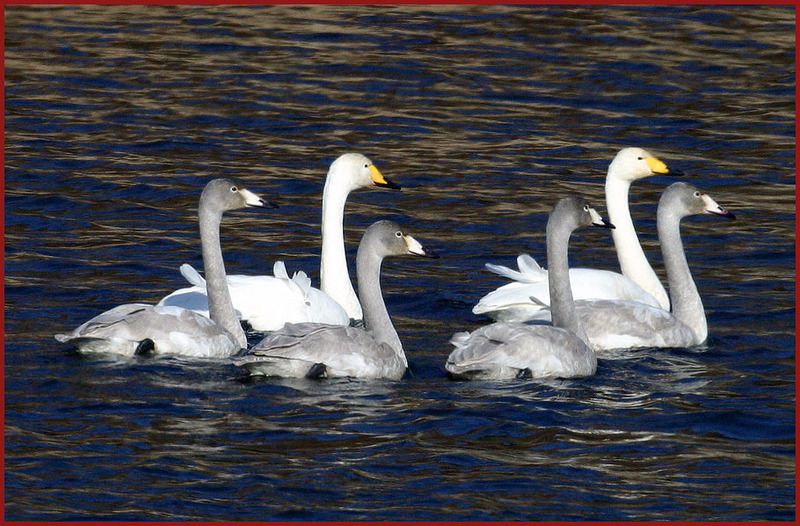 고니 가족 | 고니 Cygnus columbianus (Tundra Swan); DISPLAY FULL IMAGE.