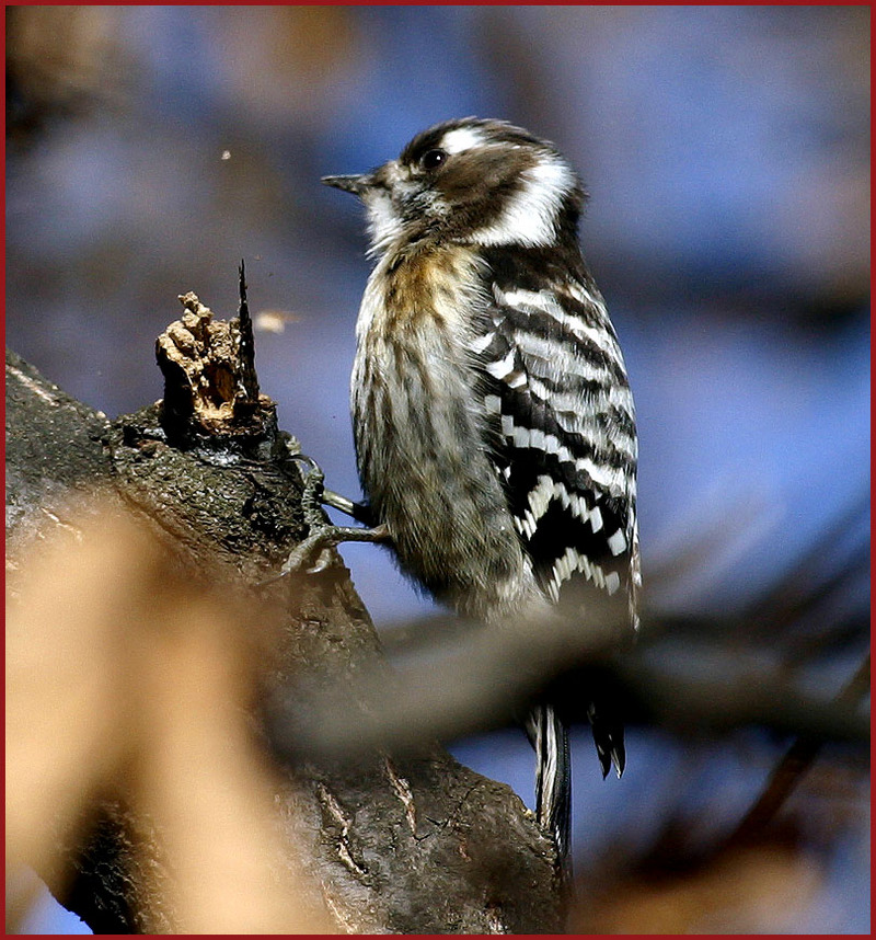 쇠딱따구리 | 쇠딱다구리 Dendrocopos kizuki (Japanese Pygmy Woodpecker); DISPLAY FULL IMAGE.