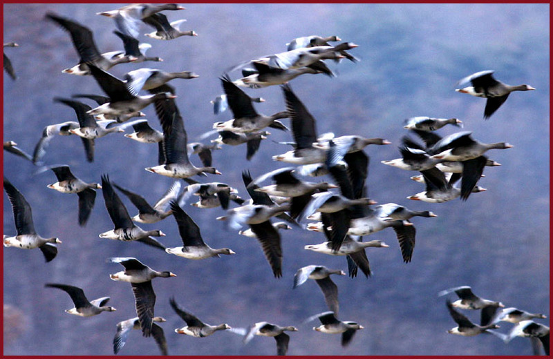 눈 앞에서 아름다운 비행이 연출될 때 / 쇠기러기 | 쇠기러기 Anser albifrons (Greater White-fronted Goose); DISPLAY FULL IMAGE.