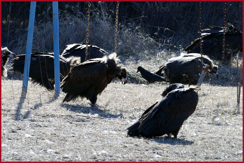 엉엉...그게 사실인가요...? | 독수리 Aegypius monachus (Cinereous Vulture); DISPLAY FULL IMAGE.