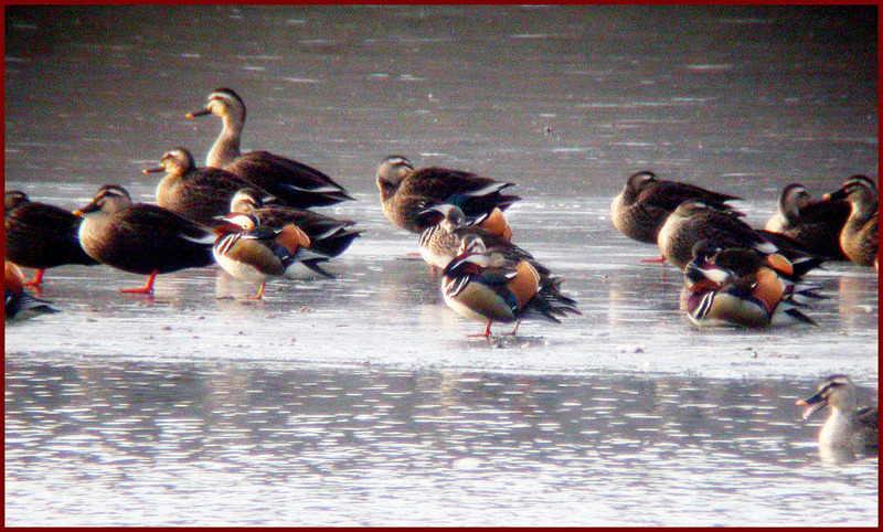 얼음 위에서 낮잠을 즐기는 원앙과 흰뺨검둥오리 / 디지스코핑 | 원앙(鴛鴦) Aix galericulata (Mandarin Duck); DISPLAY FULL IMAGE.
