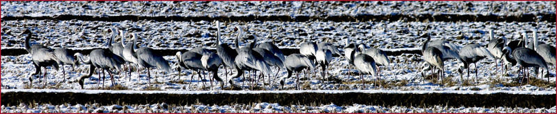 눈 내린 날 아침 / 재두루미 무리 | 재두루미 Grus vipio (White-naped Crane); DISPLAY FULL IMAGE.