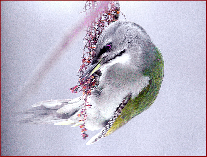 이마에 붉은점이 없는 녀석 | 청딱다구리 Picus canus (Grey-headed Woodpecker); DISPLAY FULL IMAGE.